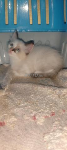 Chatte siamoise Ragdoll âgée de deux mois - 2