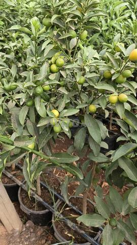 بيع جميع أنواع الأشجار المثمرة - 2