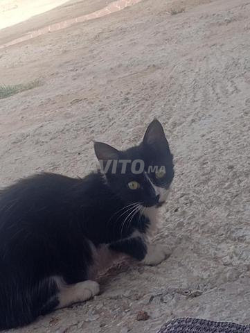 Chatte à poils longs et yeux marron🐈😍 - 2