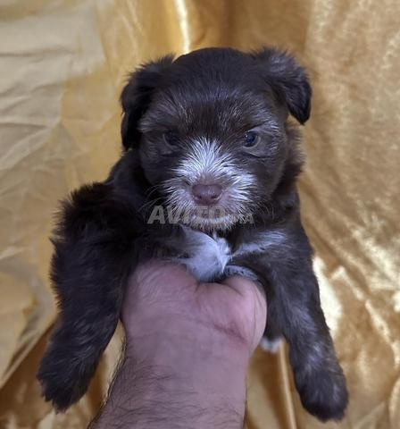 Bébés bichons actifs et pleins d'énergie.. - 2