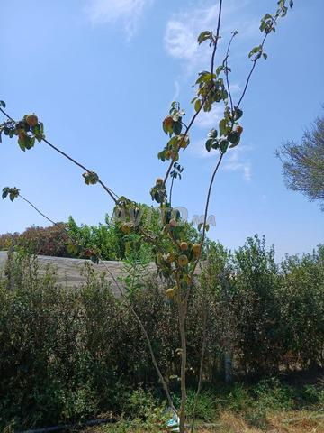 Terrain avec avocatiers et arbres fruitiers - 2