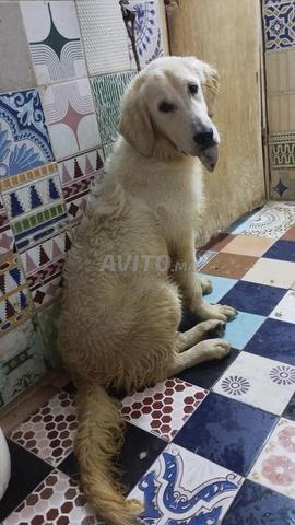 Labrador Retriever - 2
