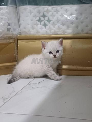 Chaton Ragdoll pure race - 2