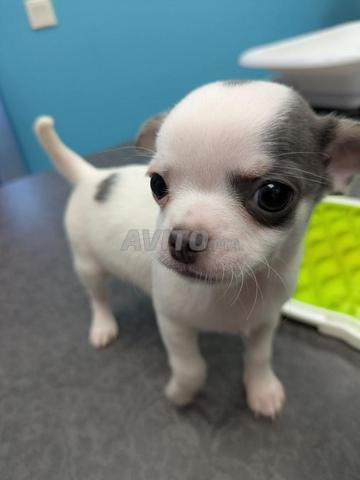 Chiots chihuahua - 2
