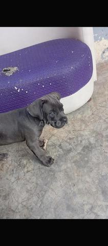 Chiots Cane Corso pure race - 2