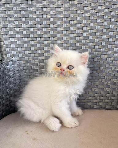 Chaton persan chinchilla - 2