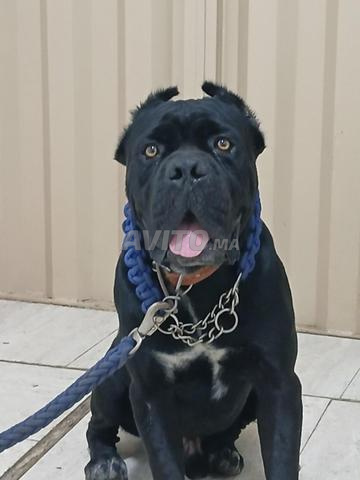 Cane Corso