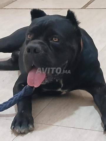 Cane Corso - 2