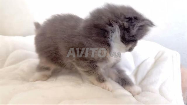 chaton gris bleu - 2