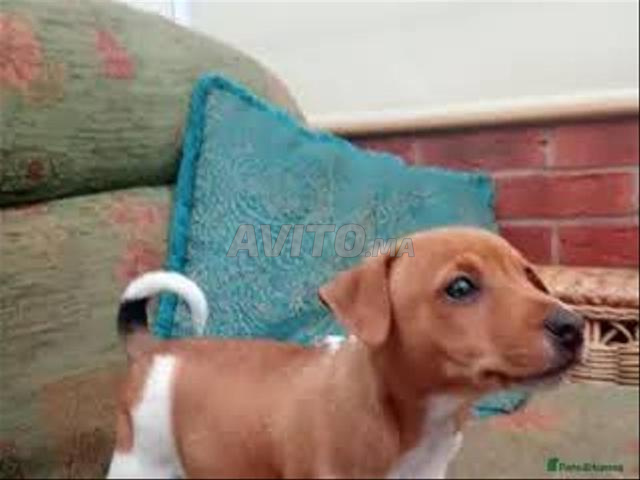 Bébé Jack Russell