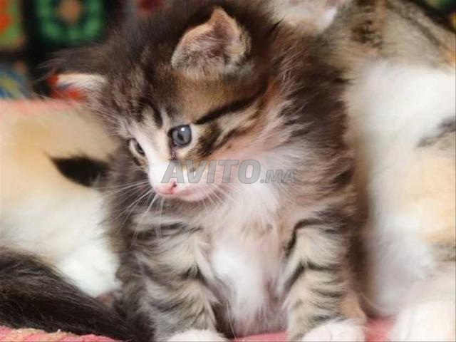 Chaton Norvège poilong bébé chat - 2