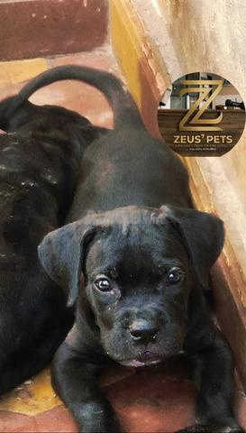 Chiots Cane Corso - 2