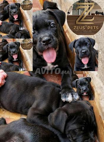 Cane Corso