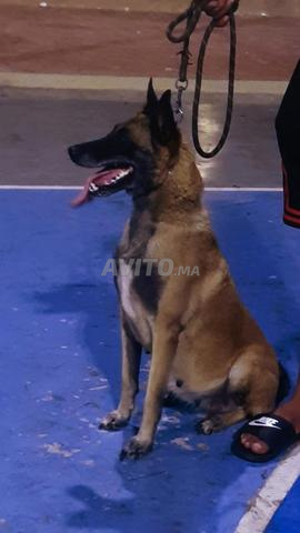 Femelle Berger Belge Malinois - 2