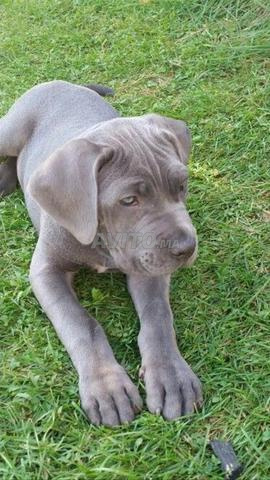 Magnifique portée de Cane Corso pedigree