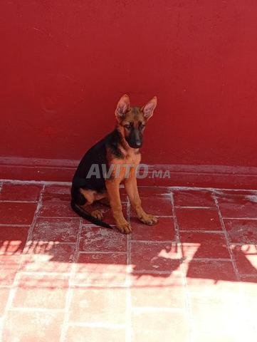 Chiot berger allemand cassé - 2