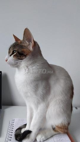 Chatte stérilisée et vaccinée à donner - 2