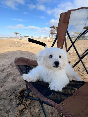 Bichon Maltais - 2