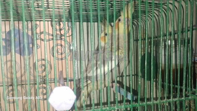 Couple de Cockatiels - 2