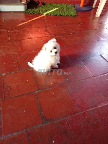 Chiot Spitz nain - 2