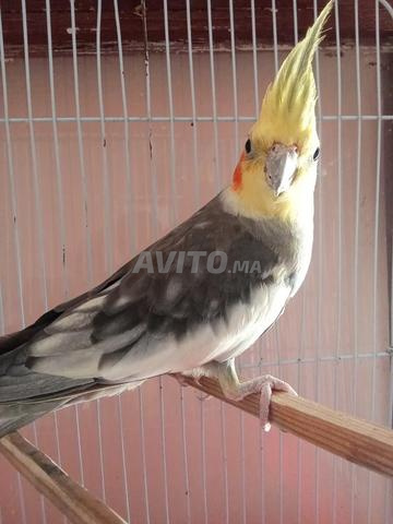 🦜 Cockatiel mâle à vendre – Ares - 2