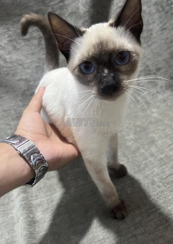 Chatte siamoise à vendre - 2