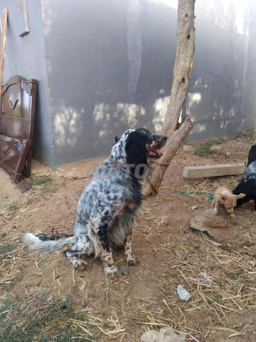 Chien de chasse - 2