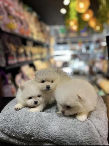 Spitz nain avec pedigree