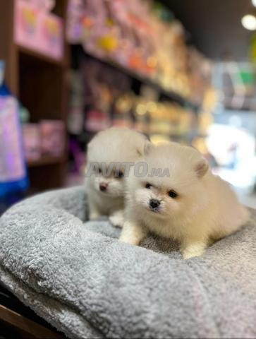 Spitz nain avec pedigree