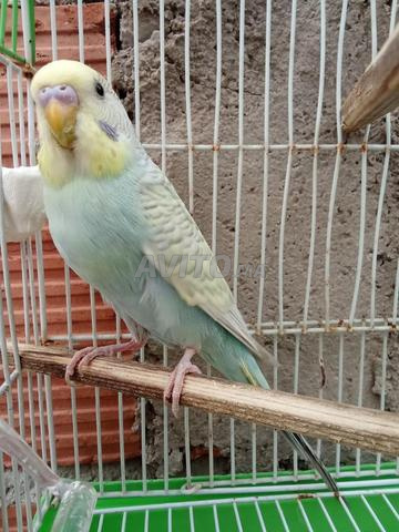 Perruche mâle à vendre – Pico – 80 MAD – Marrakech - 2