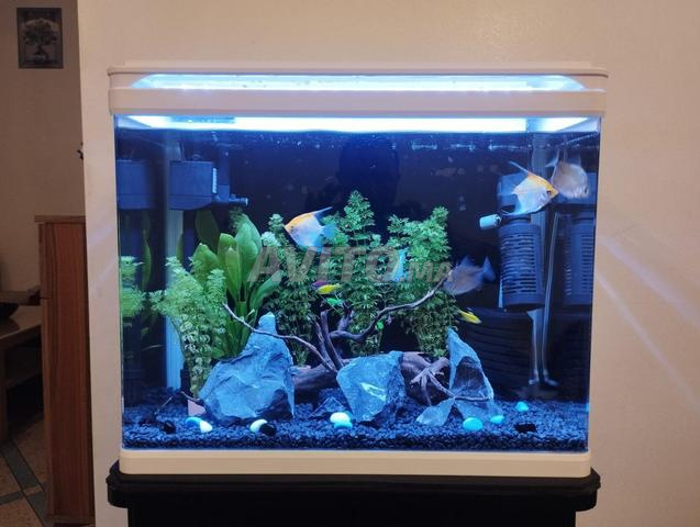 Aquarium avec meuble - 2