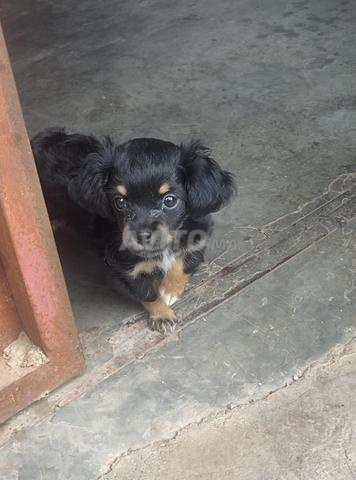 Petite et belle chienne