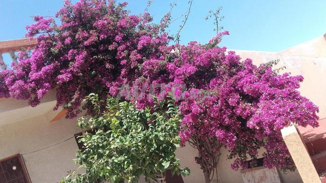 Maison à vendre à M'louza (village El Rman) près de Tanger - 2