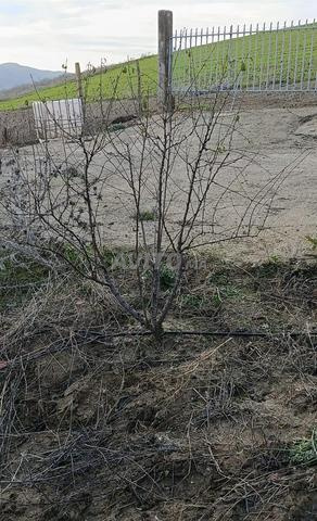 Terrain agricole 3 hectares - 2