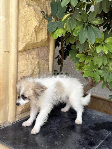 Spitz Allemands et bichons maltais - 2