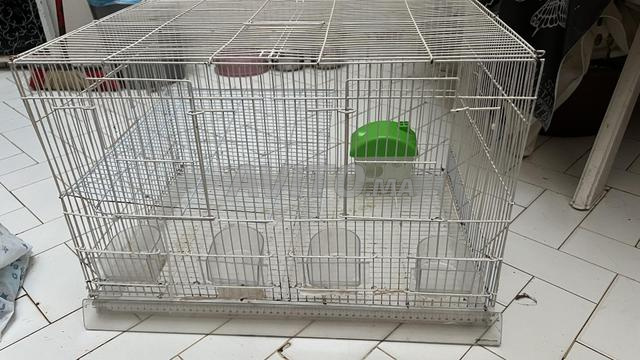Grande cage à oiseaux à vendre - 2