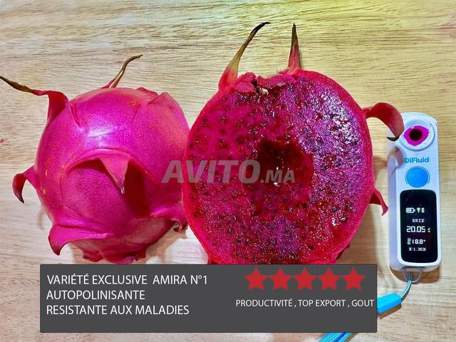 PITAYA AUTO POLLINISANTE Types de Pitaya - 2