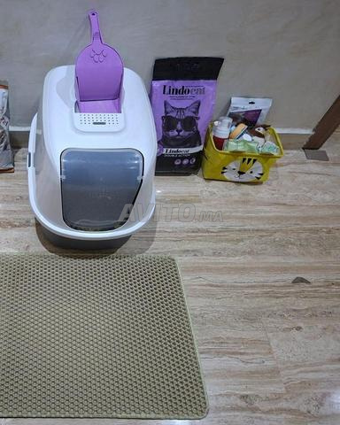 Chatte ragdoll 7 mois avec accessoires - 2