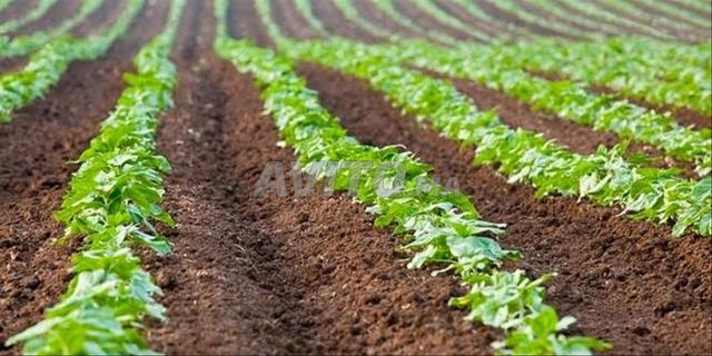 Terrain agricole de 29 hectares dans les environs de Berkane
