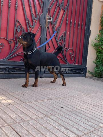 femelle rottweiler pedigree - 2