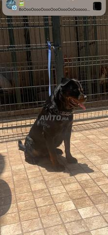 femelle rottweiler pedigree