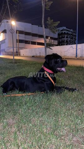 Cane corso pure race - 2
