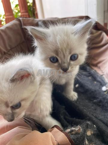 chatons ragdoll race pure - 2