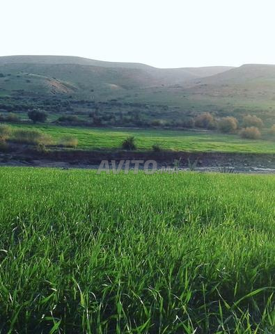 أرض فلاحية واستثمارية بسيدي رحال البودالي – مراكش - 2