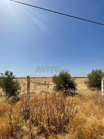 Terrain agricole à vendre près de El Hadj Kaddour, province de Meknès - 2
