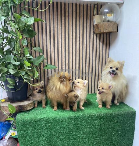 جـراء سبيتز قزم رائعة 🐶 - 2