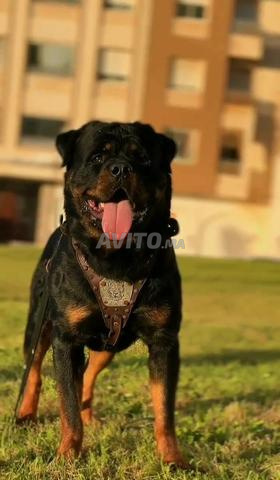 Mâle rottweiler pedigree