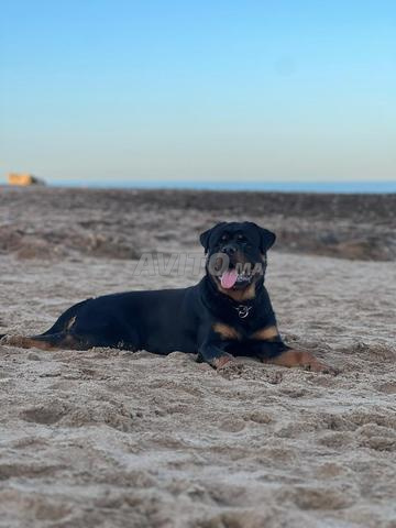 Mâle rottweiler pedigree - 2
