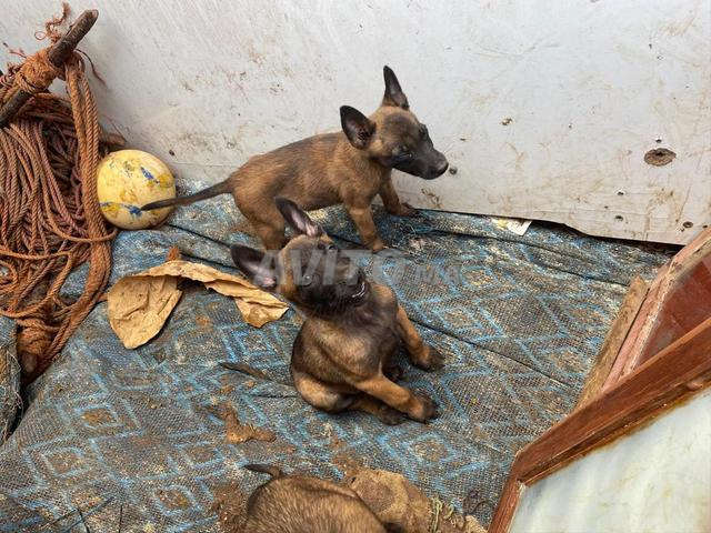 Cigares Malinois - 2
