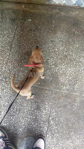 Chien Chihuahua - 2